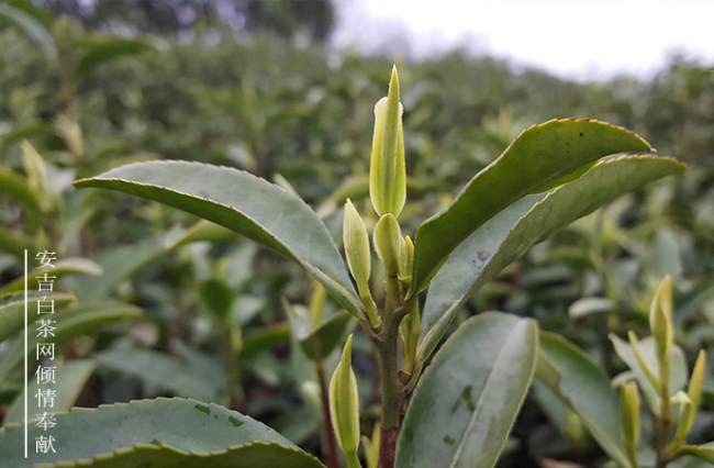 安吉柏茗茶場,吟詩牌安吉白茶品牌介紹