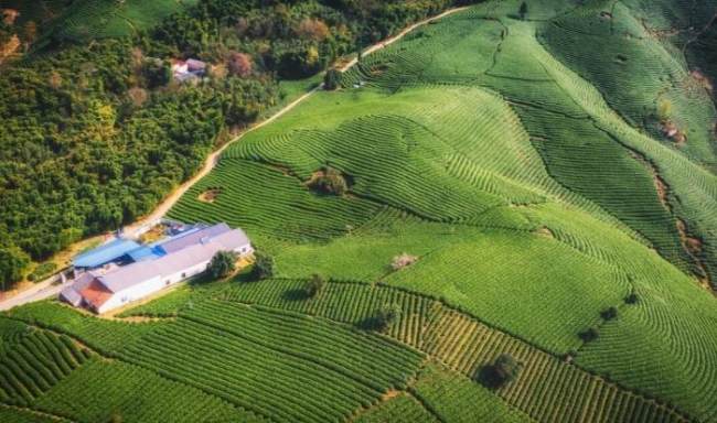 安吉縣霞楓茶場,呂茗白茶安吉白茶協(xié)會成員