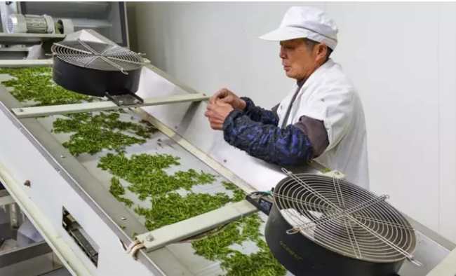 紹興日鑄雪芽茶怎么樣,日鑄雪芽茶圖片介紹