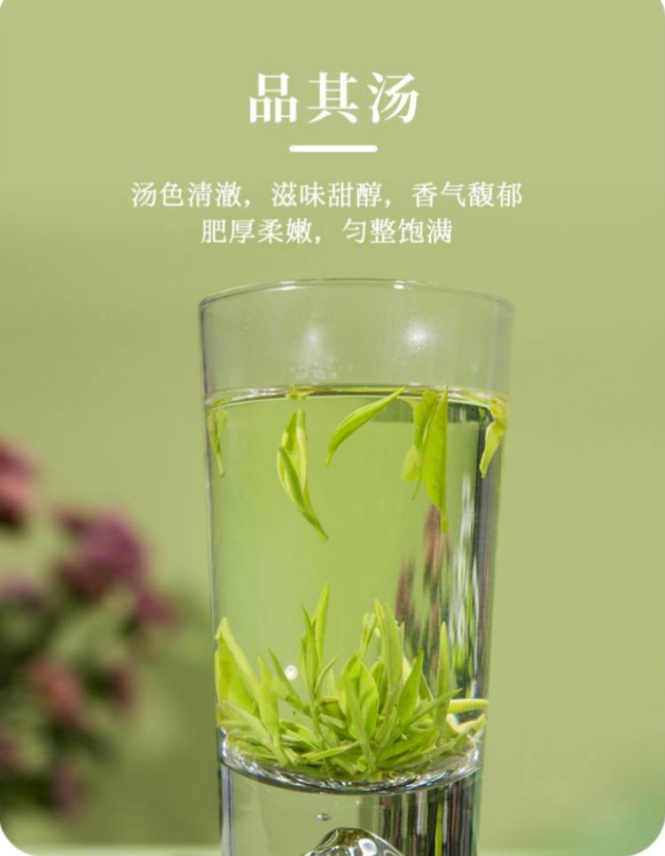 湖南安化松針簡介,安化松針茶圖片介紹