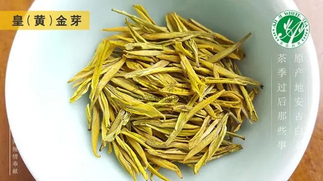 安吉白茶、安吉奶白皇金芽、黃金芽、黃金葉怎么區別