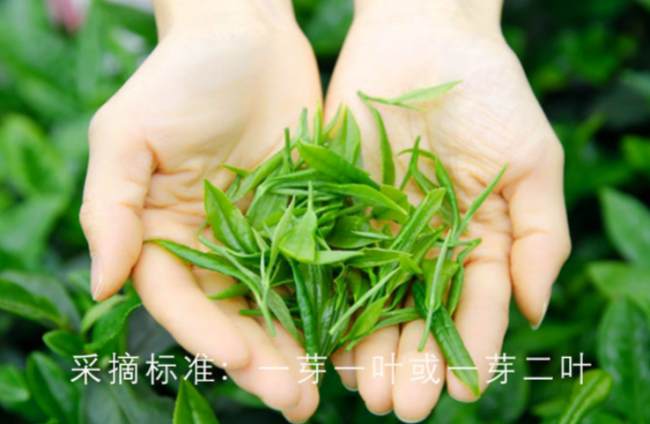 四川雅安峨眉毛峰茶怎么樣,峨眉毛峰茶圖片介紹