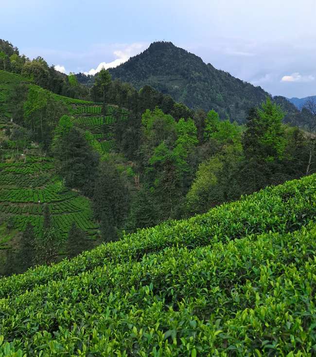 峨眉毛峰茶生長環境介紹,雅安峨眉毛峰茶核心產區在哪里