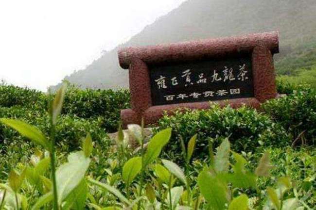 九龍茶的功效與作用有哪些,九龍茶喝茶禁忌