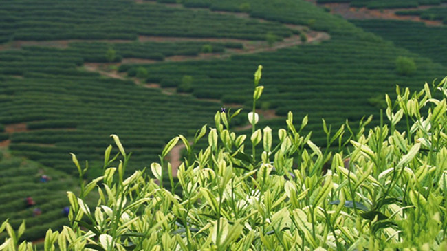 原產地安吉白茶品牌有哪些,浙江安吉白茶主要產區分布