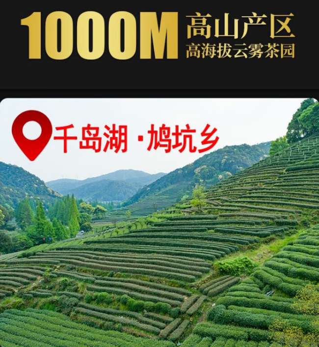 鳩坑毛尖茶沖泡方法步驟,淳安鳩坑毛尖茶怎么泡好吃