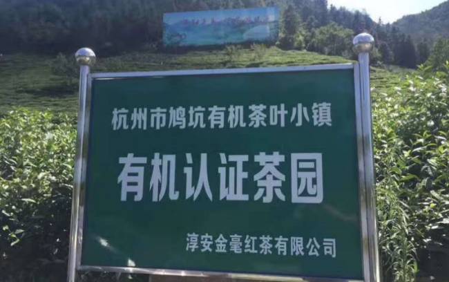 千島湖鳩坑毛尖茶怎么樣,淳安特產鳩坑毛尖茶圖片介紹