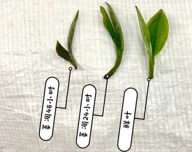 茶科普 | 福鼎白茶的加工制作工藝介紹