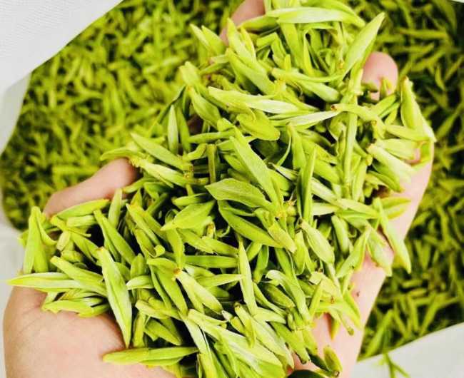 莫干黃芽的功效與作用有哪些,莫干黃芽營(yíng)養(yǎng)價(jià)值簡(jiǎn)介