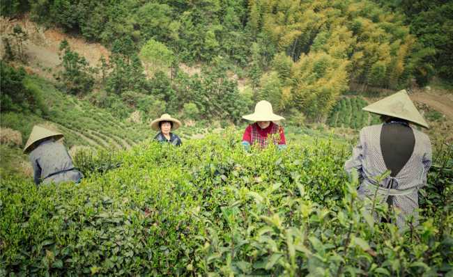 浙江蘭溪毛峰茶怎么樣,金華蘭溪毛峰茶圖片簡介