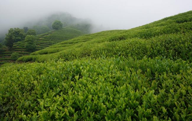 杭州特產建德苞茶怎么樣,浙江建德苞茶圖片簡介