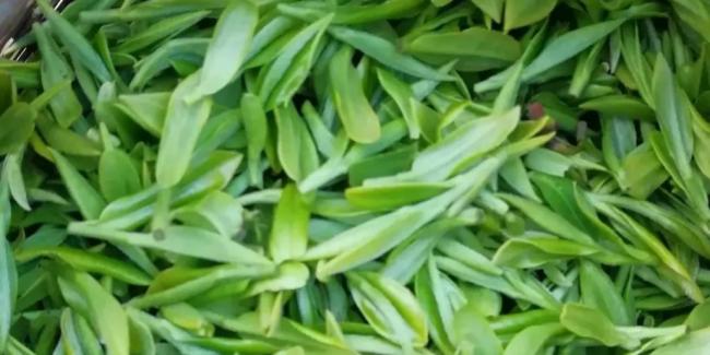 杭州特產建德苞茶怎么樣,浙江建德苞茶圖片簡介