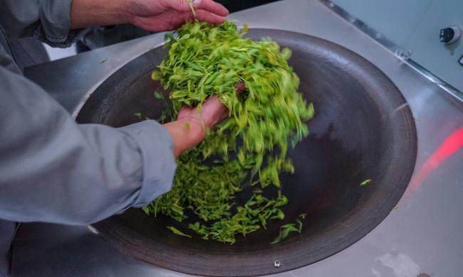 建德苞茶屬于什么茶,浙江建德苞茶歷史由來簡介