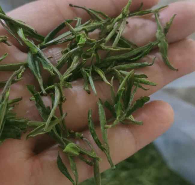 臨安特產天目青頂茶怎么樣,杭州天目云霧茶圖片簡介