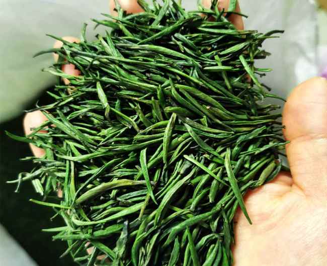 湄潭翠芽的生長環境怎么樣,遵義湄潭翠芽核心產區在哪里