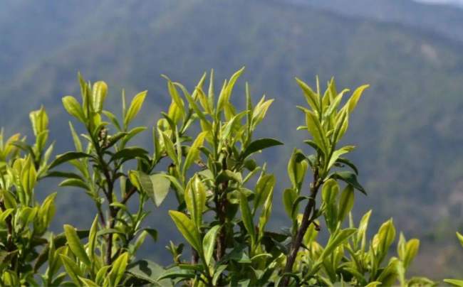 湖北遠(yuǎn)安黃茶屬于什么茶,遠(yuǎn)安黃茶歷史由來簡介