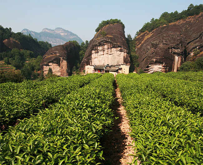 紅茶金駿眉生長環境怎么樣,金駿眉核心產區在哪里