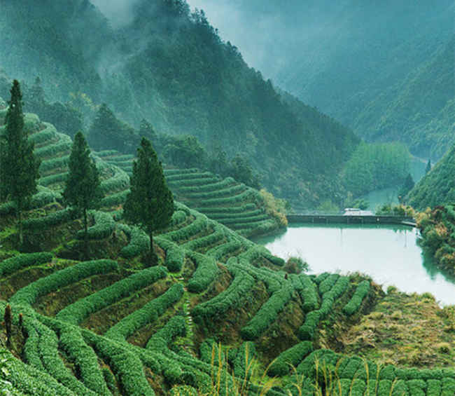 云南滇紅茶怎么樣,滇紅茶圖片簡介