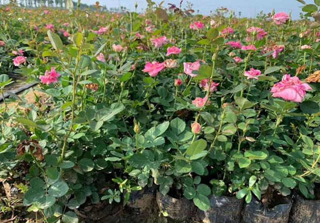 網購月季小苗需要洗根才能成活?提升月季花小苗成活率