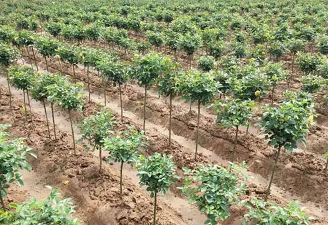 月季種植技術(shù):高效嫁接方法步驟詳解