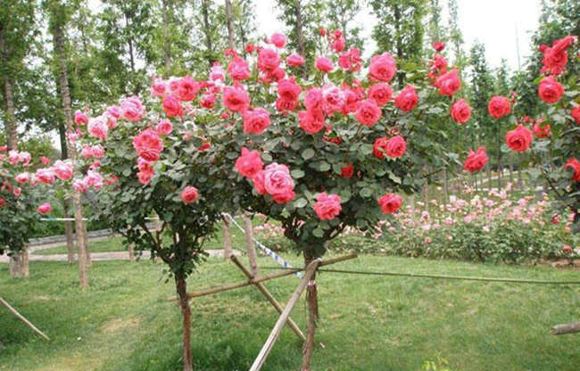 樹狀月季花介紹,樹狀月季優勢有哪些