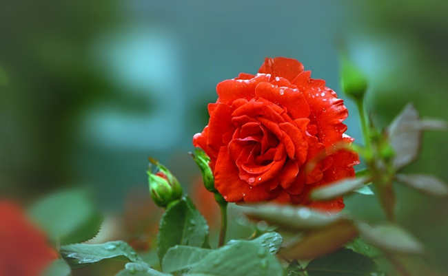 秋季月季養護秘籍技巧,秋天月季花怎么施肥