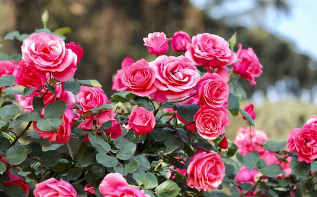 樹狀月季花怎么澆水,樹狀月季花施肥方法