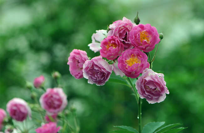 月季盆栽養護施肥技巧,盆栽月季花怎么施肥