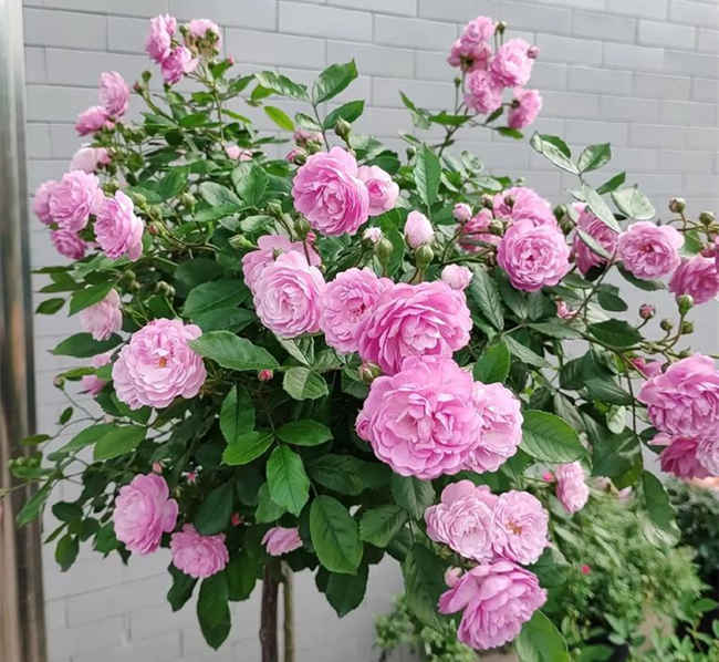 月季老化防治與養(yǎng)護(hù)優(yōu)化指南,月季開花變少了怎么辦