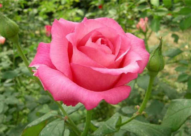 四季紅月季怎么種植,四季紅月季培栽技術