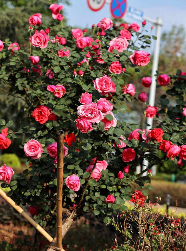 種植月季花需要注意什么,月季種植技巧有哪些