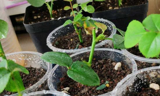 月季插條生根的創新水培法,月季插條生根新方法
