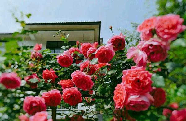 藤本月季種植方法,藤本月季怎么養護