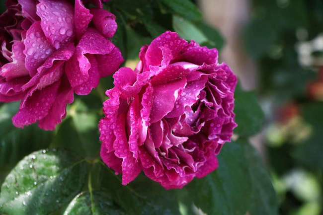 棒棒糖樹狀月季嫁接方法技巧