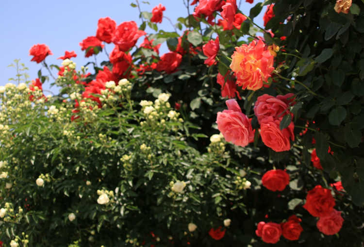 冬季月季花防凍秘籍,月季花冬天怎么防止凍傷