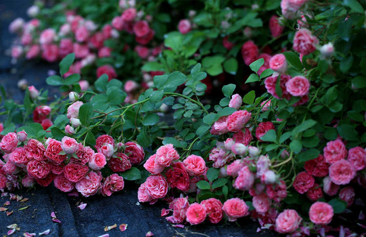 月季爆盆后怎么換盆種植,月季花換盆注意事項