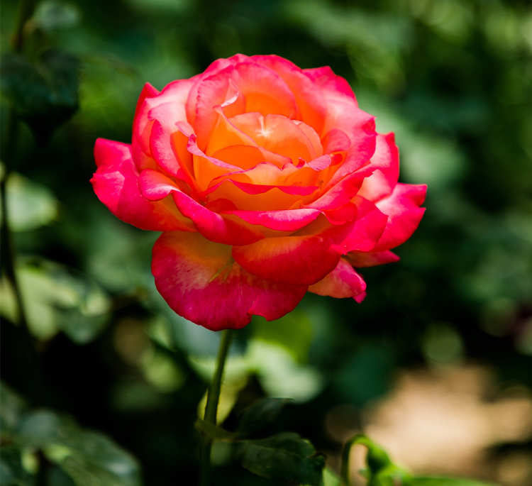 藤本月季修剪指南,藤本月季花冬天怎樣修剪