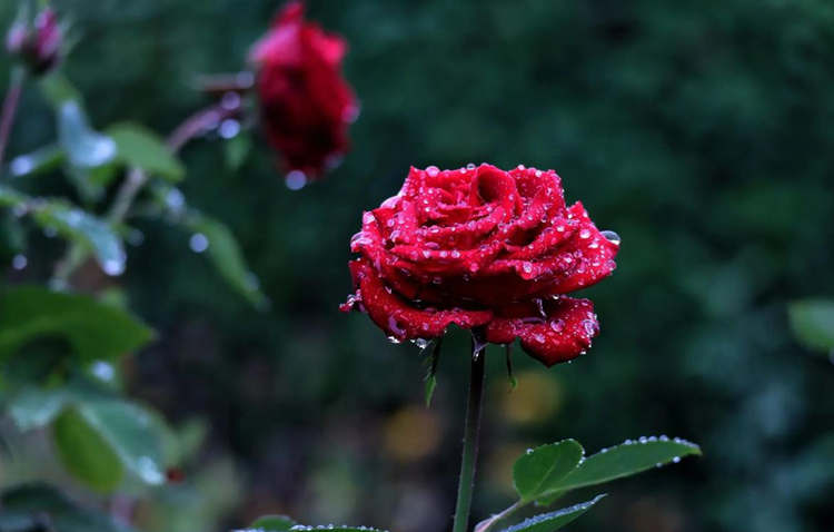 每年秋冬季節月季花養護方法,十一月養護月季開新花