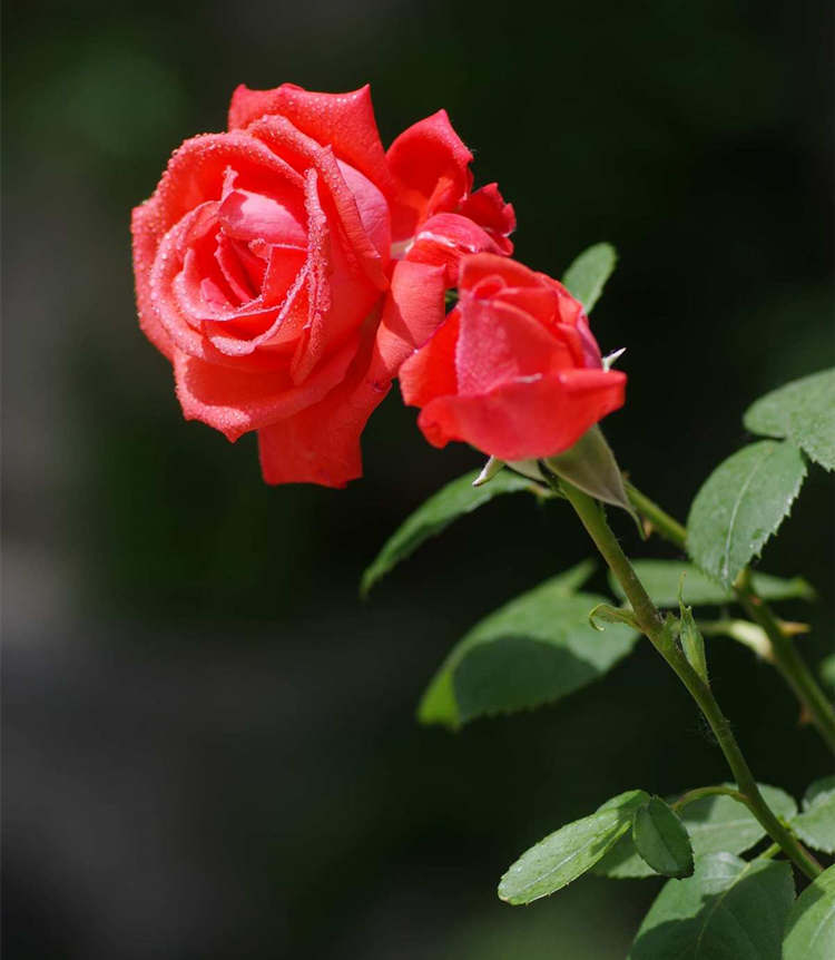 月季養(yǎng)護指南,月季遇到連續(xù)降雨怎么辦