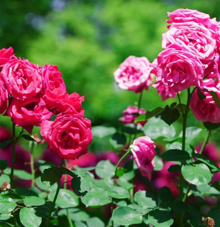 冬季月季養(yǎng)護(hù)指南,冬季月季花葉子都快掉光了應(yīng)該怎么辦