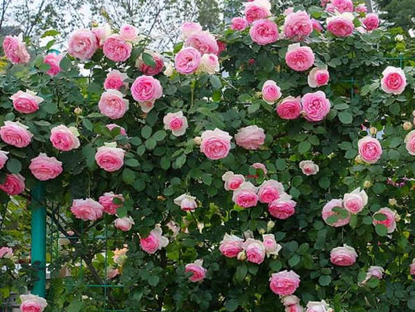 月季病后恢復全攻略:修剪、促芽與施肥三部曲