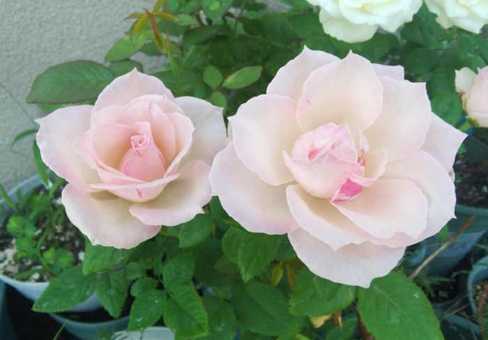 冬日月季花修剪方法指南:為春日盛放蓄力