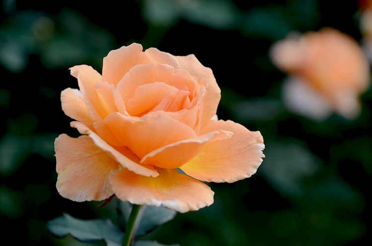 月季葉片發黃脫落是什么原因,月季花葉片發黃怎么施肥