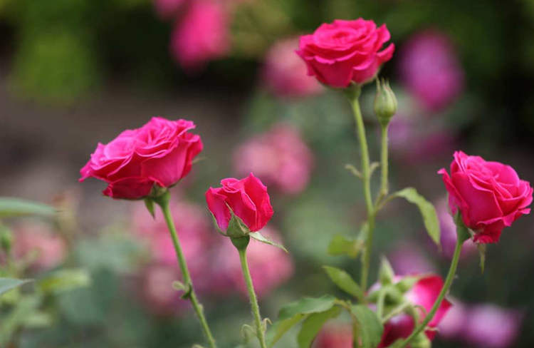 家庭小盆栽月季花精致養護方法,盆栽月季怎么養殖