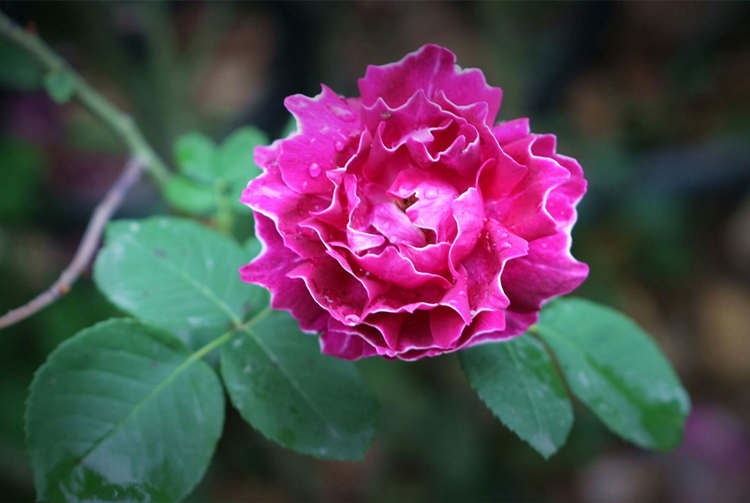 茶葉水澆月季花可以嗎?月季怎么澆水好