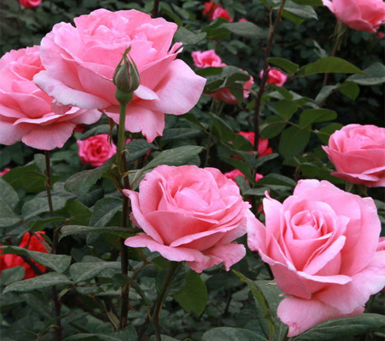 豐花月季的精致養護秘訣,綻放絢爛之美,豐花月季養護方法