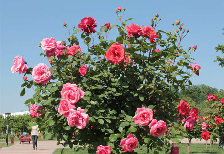 月季修剪的藝術:塑造繁茂與絢爛的秘訣,月季整枝的修剪方法