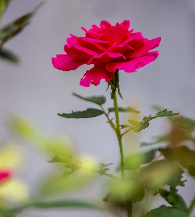 月季扦插注意事項(xiàng),月季花怎么扦插