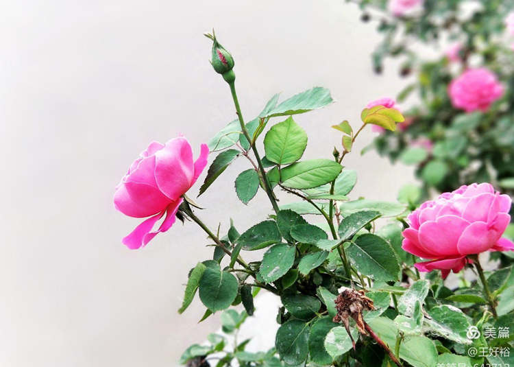 哪些因素會影響樹狀月季的開花量,樹狀月季開花受到哪些因素影響