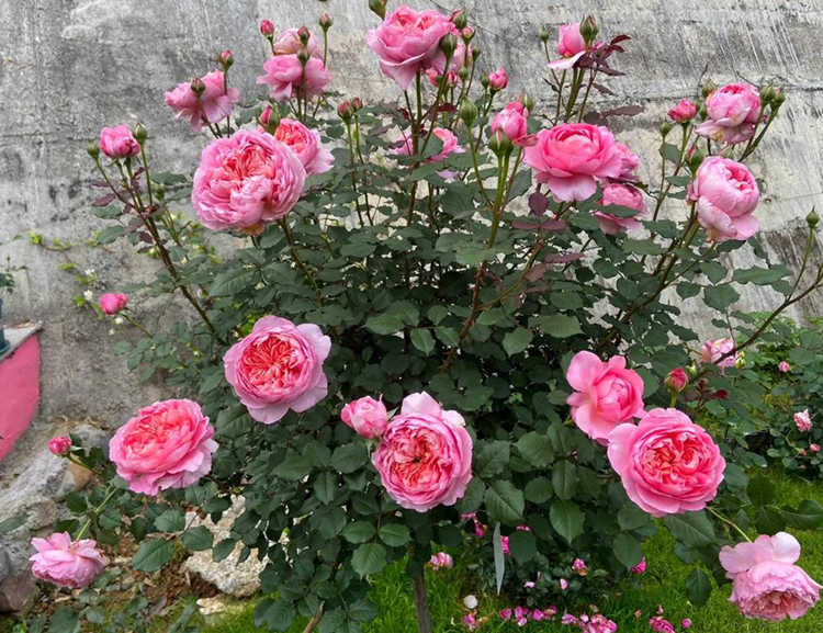 樹狀月季多少錢一棵?樹狀月季花價格多少錢